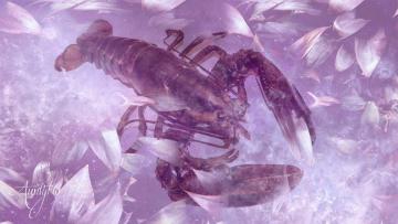 Lobster