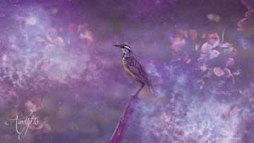 Meadowlarks