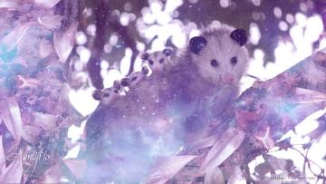Opossums