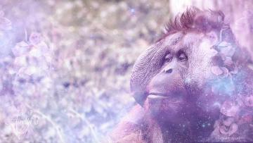 Orangutan
