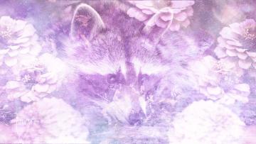 raccoon