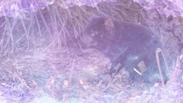 Tasmanian Devil
