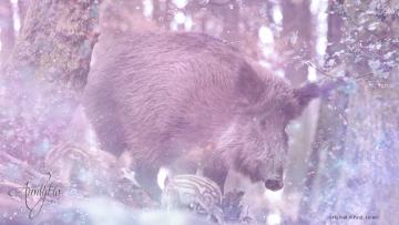 Wild Boar and Sow Spiritual Meaning And Interpretation 