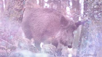 Wild Boar and Sow