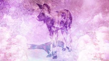 Wild Dog