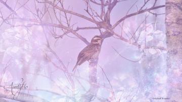 Wood Thrush