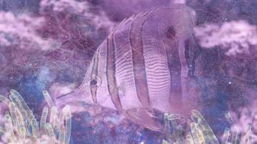 Angelfish
