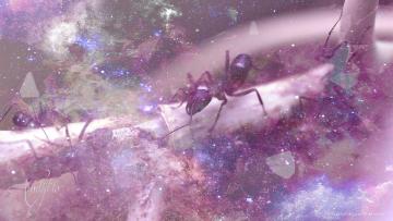 Ants
