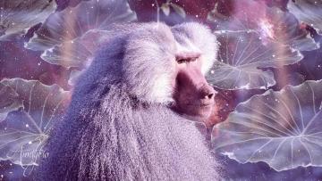 Baboon