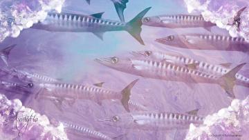 Barracuda