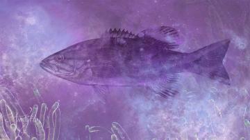 Bass
