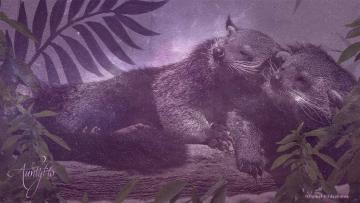 Binturong / Bearcat