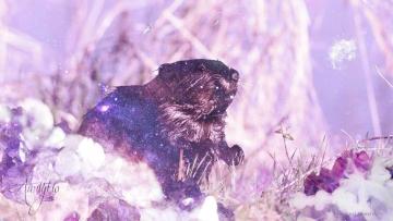 Beaver