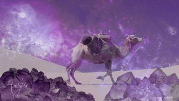 Camel