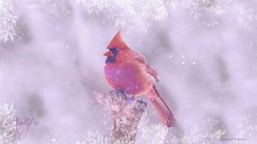 Cardinal