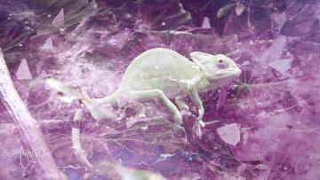 Chameleon Spiritual Meaning And Interpretation | Auntyflo.com