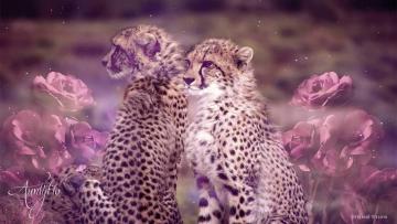 Cheetah