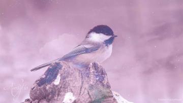 The Spiritual Meaning of a Chickadee