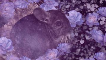 Chinchilla Animal Totem