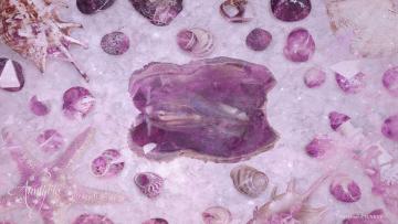 Clam / Mussel