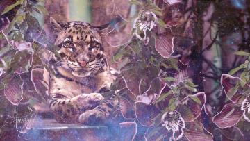 Clouded Leopard