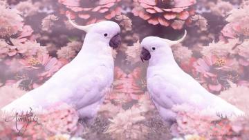 Cockatoo