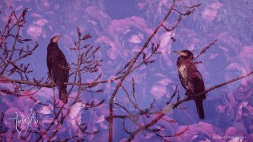Cormorant