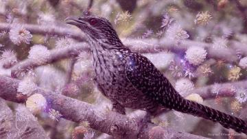 Cuckoo