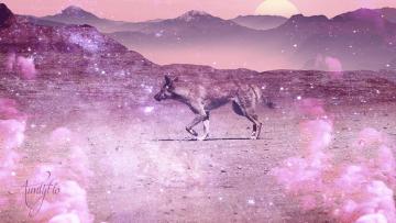 Dingo