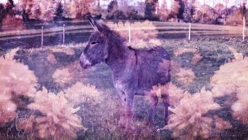 Donkey