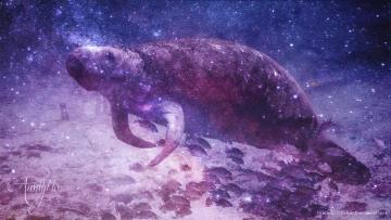Dugong