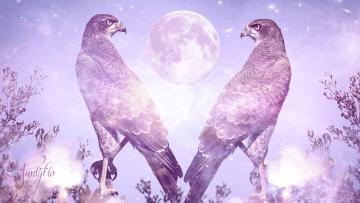 Falcon meaning