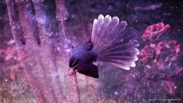 Fantail