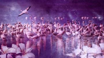 Flamingos