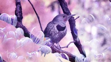 Flicker
