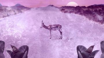 Gazelle