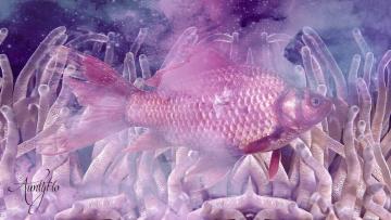 Goldfish/Koi