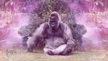 Gorilla