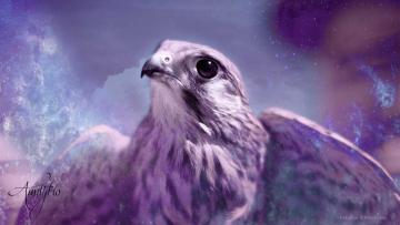 Hawk