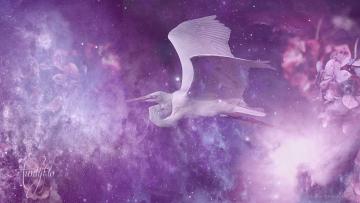 Heron