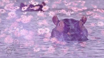 Hippopotamus