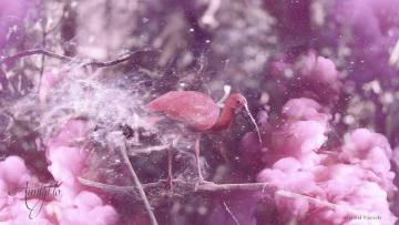 Ibis