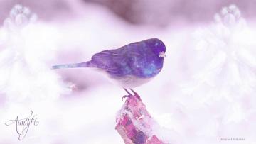 Junco