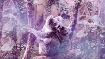Koala Bears