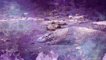 Komodo