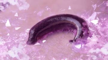 Leech