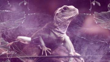 Lizard