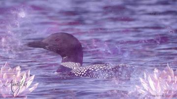 Loon