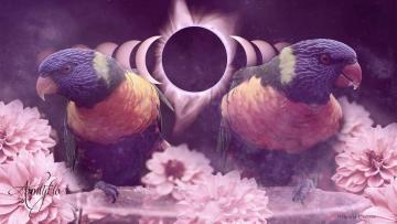 Lorikeet