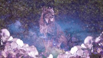 Lynx animal totem
